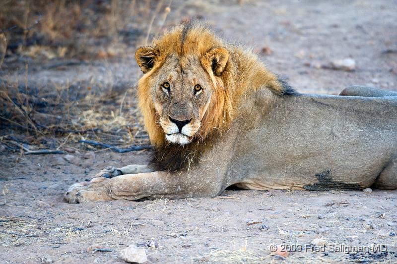 20090610_172530 D3 X1.jpg - Male Lions live about 10 years in the wild.  They usually die from some sort of violence.  Females tend to live longer